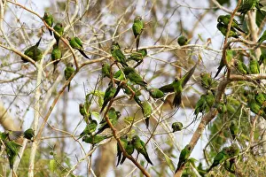 Aratinga: Dusky-headed Parakeet