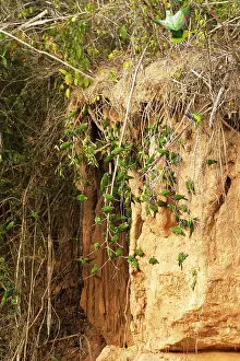 Aratinga: Dusky-headed Parakeet