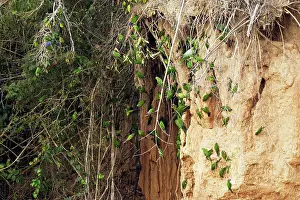 Aratinga: Dusky-headed Parakeet