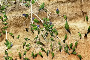 Aratinga: Dusky-headed Parakeet