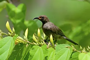 Obscura: Dusky Honeyeater