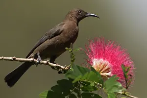Honeyeaters: Dusky Honeyeater