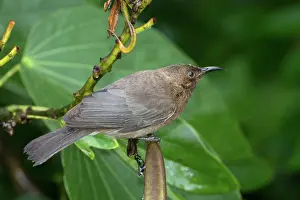Honeyeaters: Dusky Honeyeater