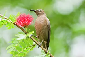 Obscura: Dusky Honeyeater
