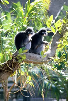 Trachypithecus: Dusky Leaf Monkey