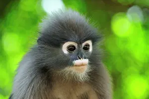 Trachypithecus: Dusky Leaf Monkey / Spectacled Langur / Spectacled