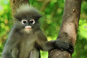 Trachypithecus: Dusky Leaf Monkey / Spectacled Langur / Spectacled