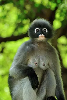 Trachypithecus: Dusky Leaf Monkey / Spectacled Langur / Spectacled