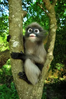 Trachypithecus: Dusky Leaf Monkey / Spectacled Langur / Spectacled