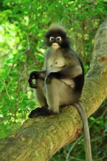 Trachypithecus: Dusky Leaf Monkey / Spectacled Langur / Spectacled