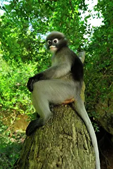 Trachypithecus: Dusky Leaf Monkey / Spectacled Langur / Spectacled
