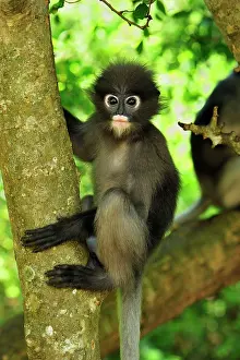 Trachypithecus: Dusky Leaf Monkey / Spectacled Langur / Spectacled