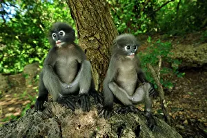 Trachypithecus: Dusky Leaf Monkey / Spectacled Langur / Spectacled