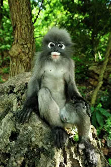 Trachypithecus: Dusky Leaf Monkey / Spectacled Langur / Spectacled