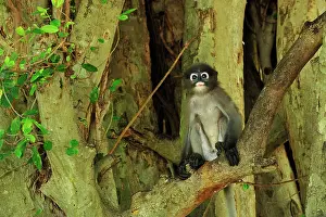 Trachypithecus: Dusky Leaf Monkey / Spectacled Langur / Spectacled