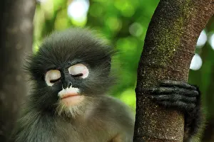 Trachypithecus: Dusky Leaf Monkey / Spectacled Langur / Spectacled