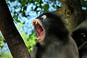 Trachypithecus: Dusky Leaf Monkey / Spectacled Langur / Spectacled