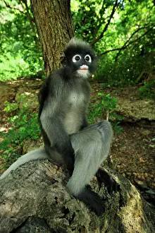 Trachypithecus: Dusky Leaf Monkey / Spectacled Langur / Spectacled