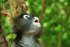 Trachypithecus: Dusky Leaf Monkey / Spectacled Langur / Spectacled