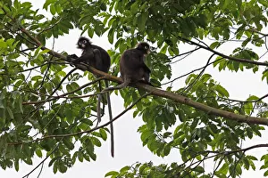 Trachypithecus: Dusky Leaf Monkeys in tree