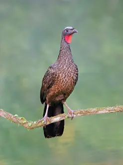 Perch: Dusky Legged Guan Penelope obscura Atlantic Forest