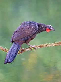 Perch: Dusky Legged Guan Penelope obscura Atlantic Forest