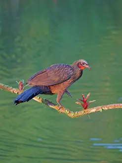 Perch: Dusky Legged Guan Penelope obscura Atlantic Forest