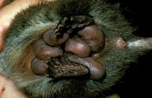 Pouches: Dusky marsupial mouse (Antechinus swainsonii) pouch