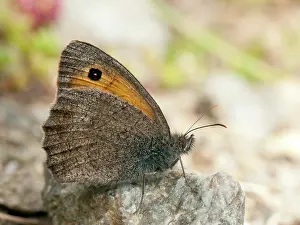 Maniola: Dusky Meadow Brown