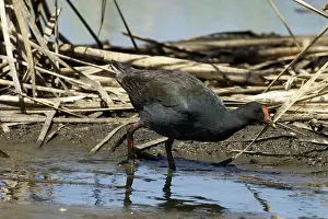 Tenebrosa: Dusky Moorhen
