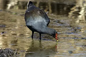 Tenebrosa: Dusky Moorhen