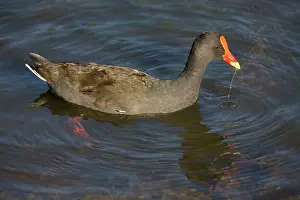 Tenebrosa: Dusky Moorhen