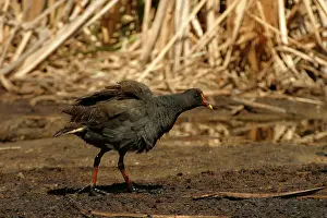 Tenebrosa: Dusky Moorhen