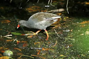 Tenebrosa: Dusky Moorhen