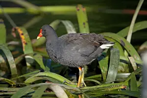 Tenebrosa: Dusky Moorhen
