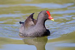 Tenebrosa: Dusky Moorhen