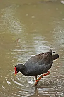 Tenebrosa: Dusky Moorhen