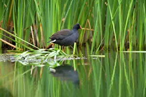 Tenebrosa: Dusky Moorhen - adult sits on shore vegetation