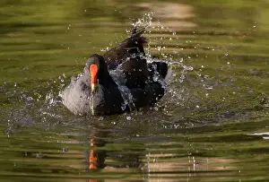 Tenebrosa: Dusky Moorhen bathing