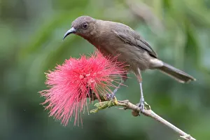 Honeyeater: Dusky Myzomela - Dusky Honeyeater - Feeding on a