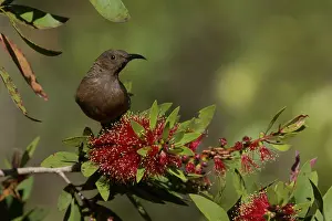31517: Dusky Myzomela Dusky Honeyeater on a flowering bush A
