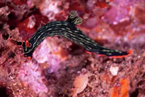 Nembrotha: Dusky Nembrotha Nudibranch
