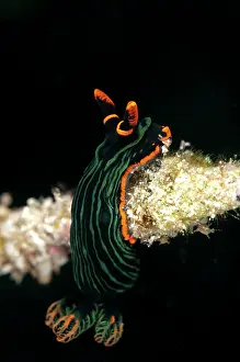Nembrotha: Dusky Nembrotha Nudibranch - on coral branch