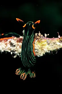 Nembrotha: Dusky Nembrotha Nudibranch - on coral branch