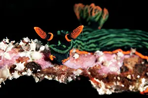 Nembrotha: Dusky Nembrotha Nudibranch - on coral branch