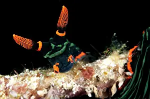 Nembrotha: Dusky Nembrotha Nudibranch - on coral branch