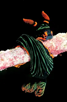 Nembrotha: Dusky Nembrotha Nudibranch - on coral branch