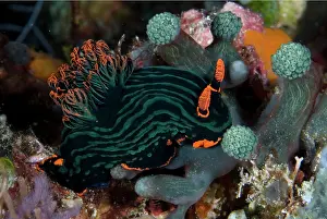 Squirts: Dusky Nembrotha Nudibranch feeding on sea squirts