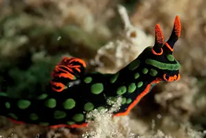 Sipadan: Dusky Nudibranch