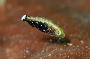 Niger: Dusky Parrotfish - Juvenile